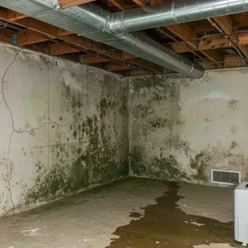 Professional Mold Removal in North Fort Myers, FL